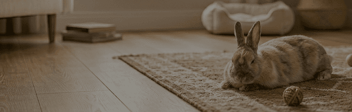 save the bunnies banner